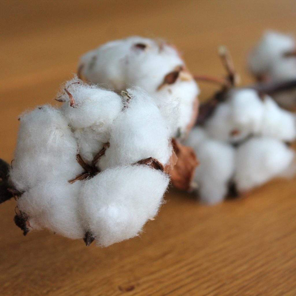 なんでオーガニックコットンは環境にやさしいの？育てる環境と管理方法とは。 afugi (オウギ) ONLINE